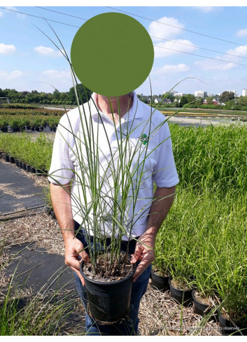 MISCANTHUS sinensis GRACILLIMUS (Roseau de Chine, herbe à éléphant, eulalie) En pot de 4-5 litres forme buisson
