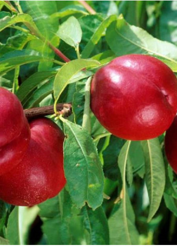 NECTARINIER FANTASIA (Prunus persica)