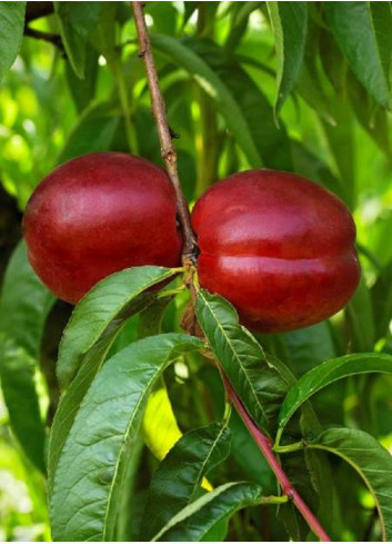 NECTARINIER MORTON (Prunus persica)