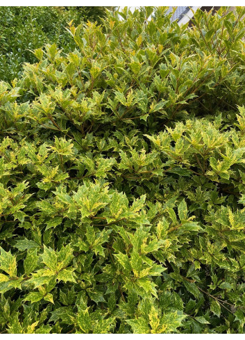 OSMANTHUS heterophyllus TRICOLOR ou GOSHIKI (Osmanthe à feuilles de houx Tricolore)