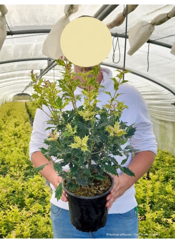 OSMANTHUS heterophyllus TRICOLOR ou GOSHIKI (Osmanthe à feuilles de houx Tricolore) En pot de 4-5 litres form buisson