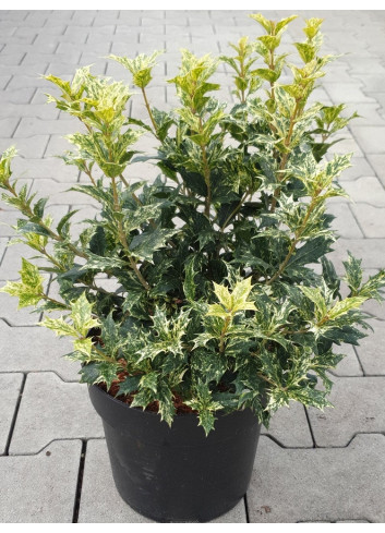 OSMANTHUS heterophyllus TRICOLOR ou GOSHIKI (Osmanthe à feuilles de houx Tricolore) En pot de 7-10 litres forme buisson