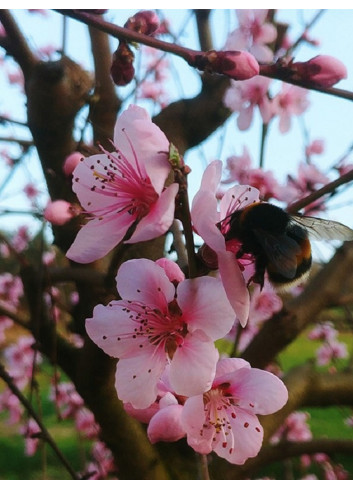 PÊCHER DIXIRED (Prunus persica)