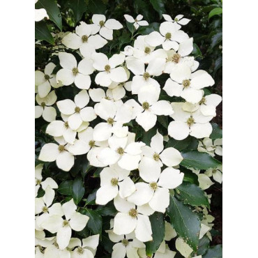 CORNUS kousa FLOWER TOWER