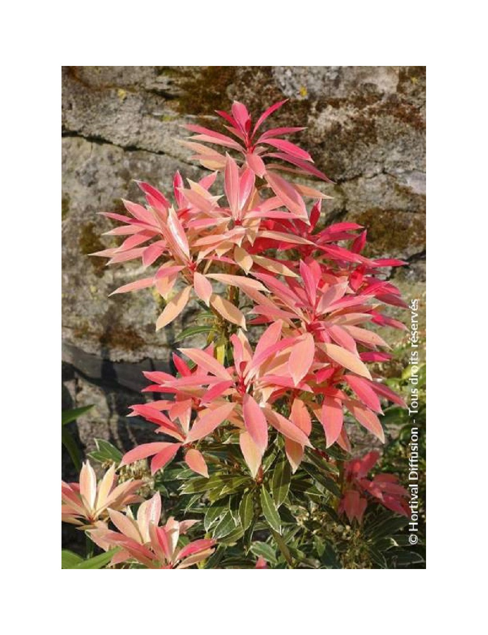 PIERIS japonica FLAMING SILVER (Andromède du Japon)