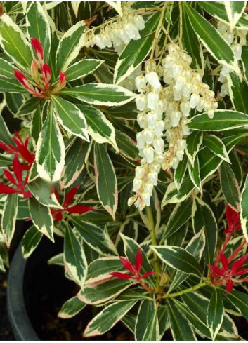 PIERIS japonica FLAMING SILVER (Andromède du Japon)