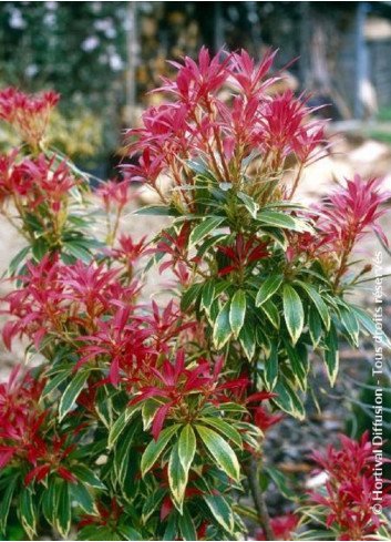 PIERIS japonica FLAMING SILVER (Andromède du Japon)