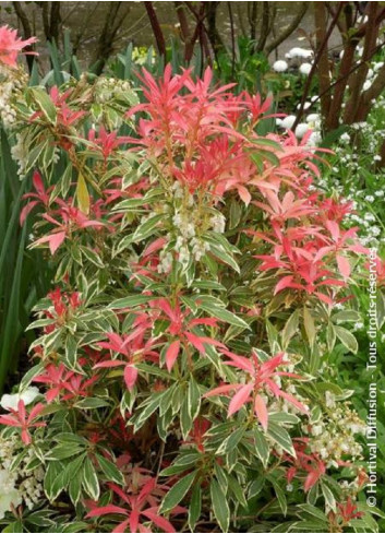 PIERIS japonica FLAMING SILVER (Andromède du Japon)