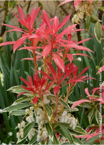 PIERIS japonica FLAMING SILVER (Andromède du Japon)