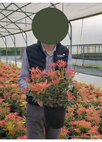 PIERIS japonica FLAMING SILVER (Andromède du Japon) En pot de 4-5 litres forme buisson