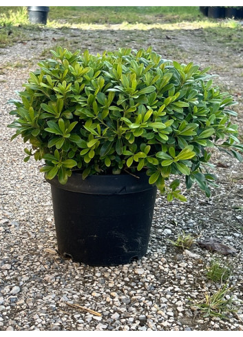 PITTOSPORUM tobira Nana (Pittospore du Japon nain) En pot de 10-12 litres forme buisson