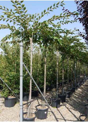 PRUNUS ACCOLADE (Cerisier à fleurs du Japon Accolade) En pot de 30-35 litres hauteur du tronc 180-200 cm