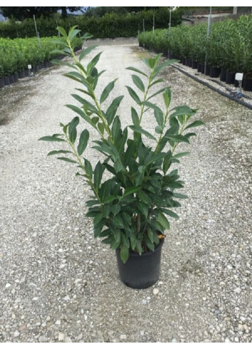 PRUNUS laurocerasus CAUCASICA (Laurier-cerise, Laurier-amande, Laurier palme) En pot de 7-10 litres forme buisson