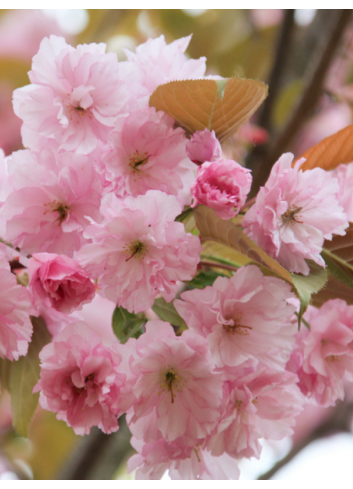 PRUNUS serrulata KANZAN (Cerisier des collines du Japon Kanzan)