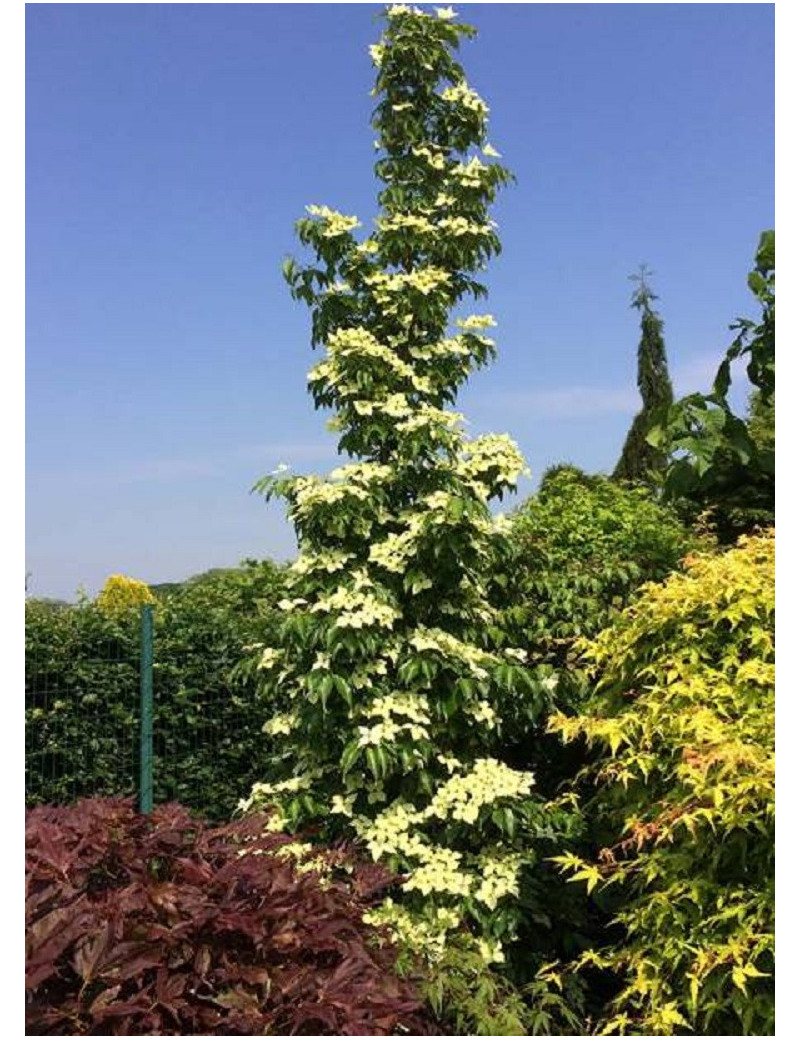 CORNUS kousa FLOWER TOWER