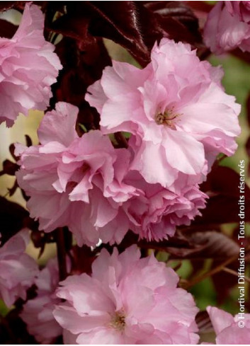 PRUNUS serrulata ROYAL BURGUNDY (Cerisier des collines du Japon Royal Burgundy)