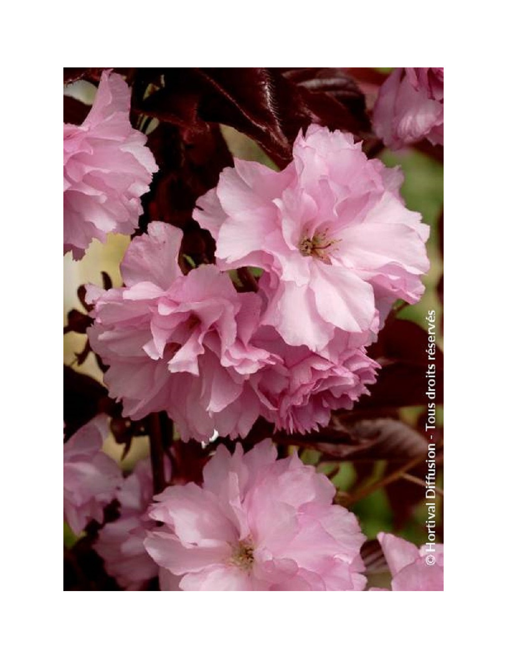PRUNUS serrulata ROYAL BURGUNDY (Cerisier des collines du Japon Royal Burgundy)