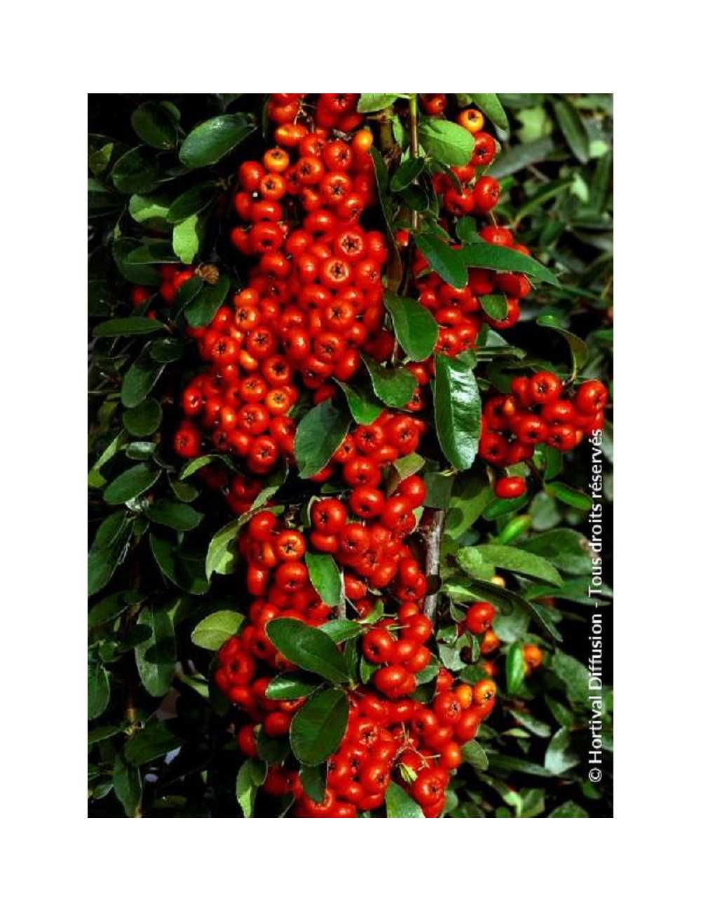 PYRACANTHA SAPHYR ROUGE® (Buisson ardent)