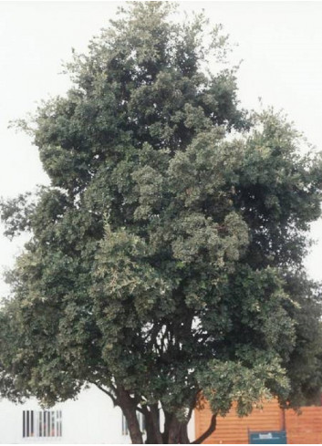 QUERCUS ilex (Chêne vert, Chêne faux-houx, Yeuse - Arbre)
