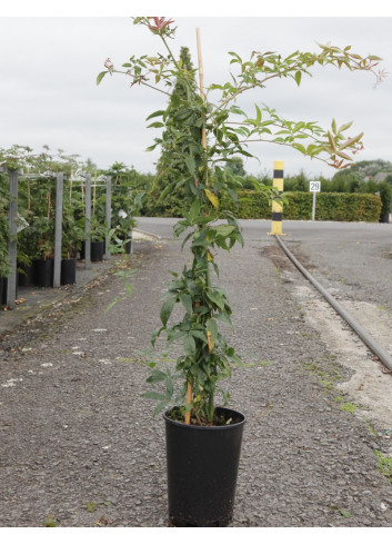 ROSA banksiae ALBA PLENA (Rosier liane sans épines blanc) En pot de 10-12 litres hauteur 150-175 cm