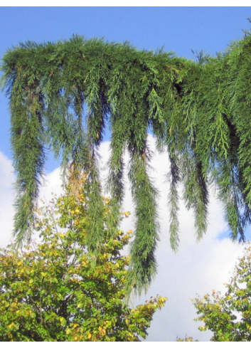 SEQUOIADENDRON giganteum PENDULUM (Séquoia géant pleureur)