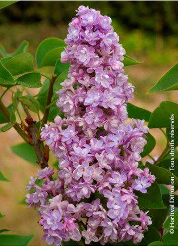 SYRINGA vulgaris KATHERINE HAVEMEYER (Lilas)