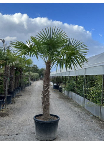 TRACHYCARPUS fortunei (Palmier de Chine ou palmier chanvre)