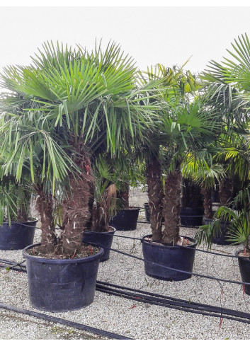 TRACHYCARPUS fortunei (Palmier de Chine ou palmier chanvre) En pot forme multi-troncs
