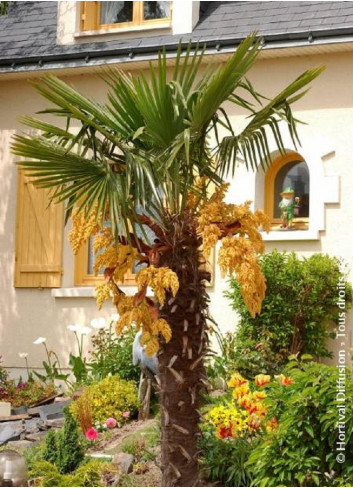 TRACHYCARPUS fortunei (Palmier de Chine ou palmier chanvre)