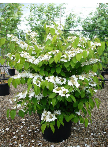 VIBURNUM plicatum MARIESII (Viorne du Japon) En pot de 35-50 litres forme buisson