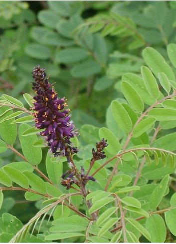 AMORPHA fruticosa (Faux Indigo)