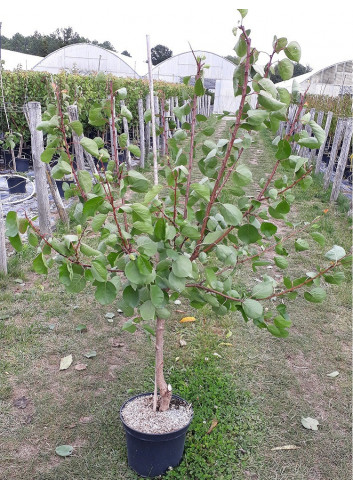 ABRICOTIER POLONAIS (Prunus armeniaca) 