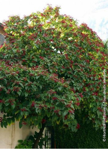 CLERODENDRUM trichotomum (Clérodendron)