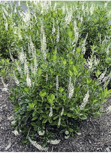 CLETHRA alnifolia (Clèthre à feuilles d'aulne)
