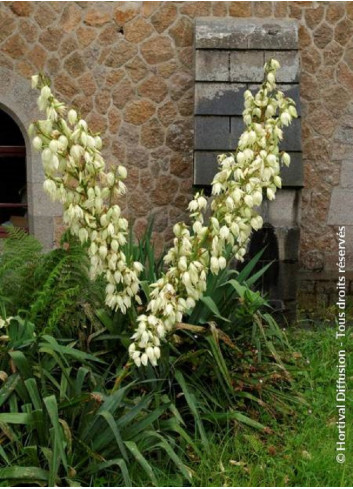 YUCCA filamentosa (Herbe à soie)