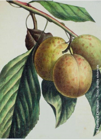 PRUNIER REINE CLAUDE DE BAVAY (Prunus domestica)