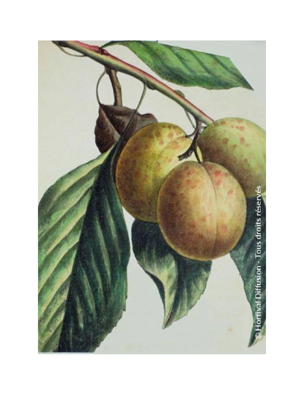 PRUNIER REINE CLAUDE DE BAVAY (Prunus domestica)