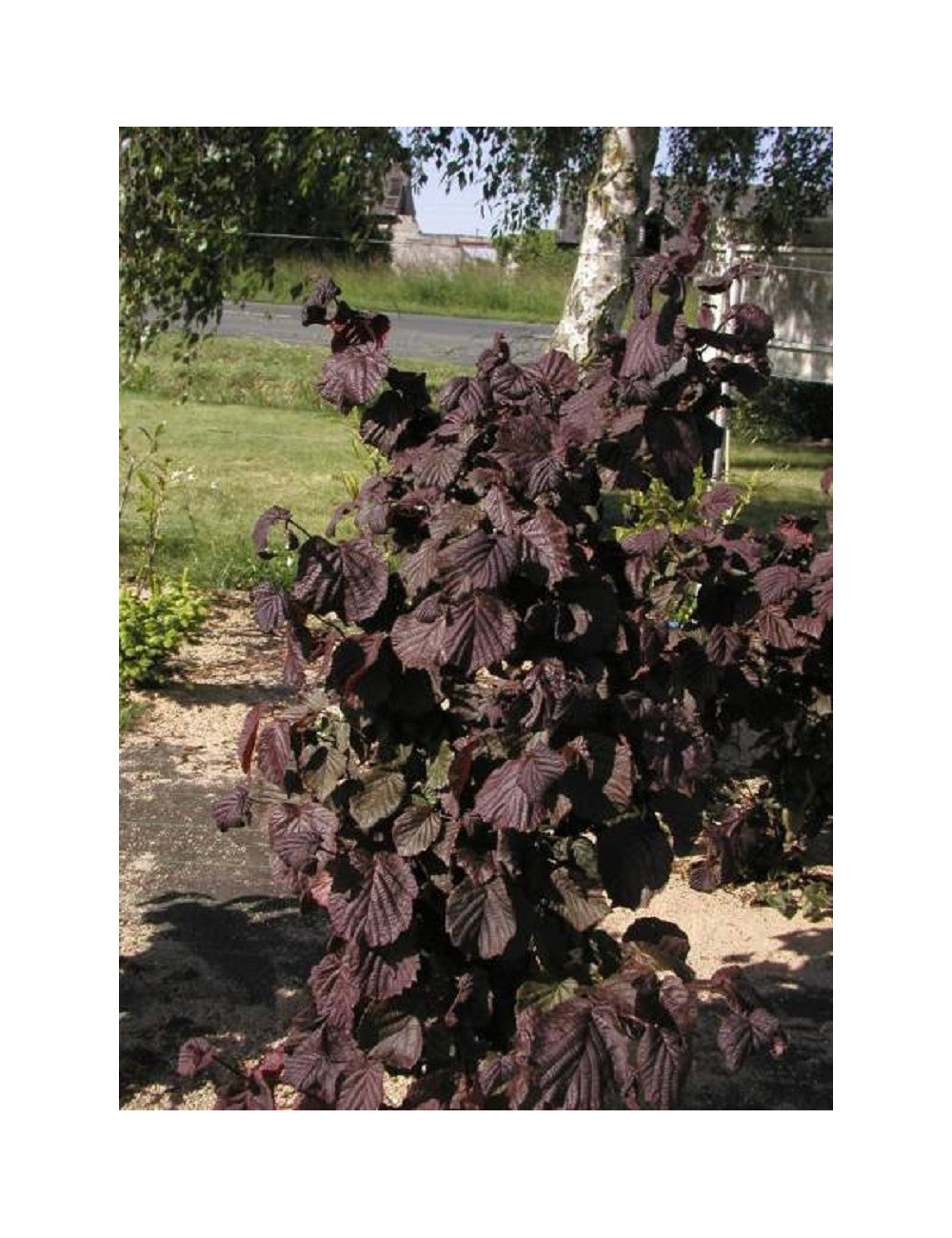 CORYLUS avellana RED MAJESTIC (Noisetier tortueux pourpre)