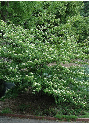 CORNUS alternifolia (Cornouiller à feuilles alternes)