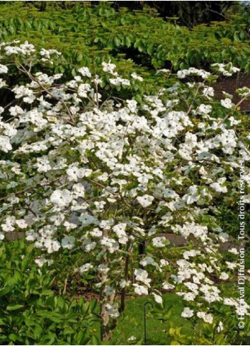 CORNUS EDDIE'S WHITE WONDER (Cornouiller à fleurs)
