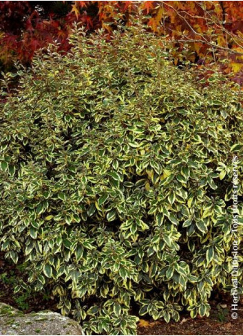 ELAEAGNUS ebbingei Gilt hedge (Chalef panaché)