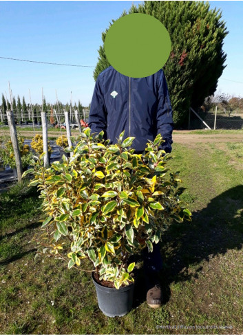 ELAEAGNUS ebbingei Gilt hedge (Chalef panaché) En pot de 10-12 litres forme buisson