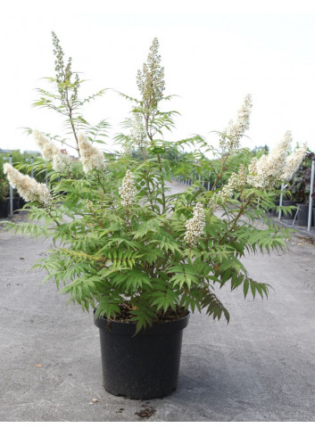 SORBARIA sorbifolia SEM (Sorbaire à feuilles de sorbier) En pot de 10-12 litres forme buisson