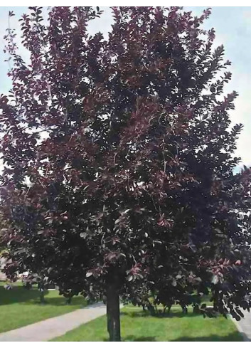 PRUNUS virginiana SCHUBERT (Cerisier de Virginie Shubert)