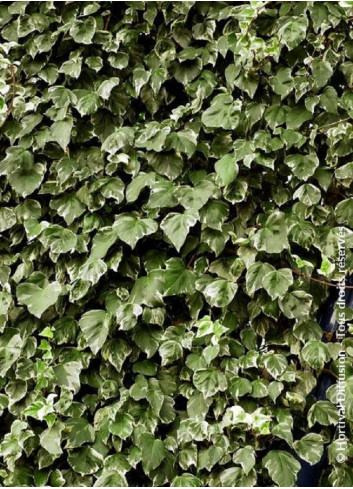 HEDERA canariensis GOIRE DE MARENGO (Lierre des Canaries Gloire de Marengo)