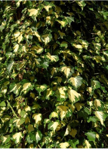 HEDERA helix GOLDHEART (Lierre commun Goldheart)