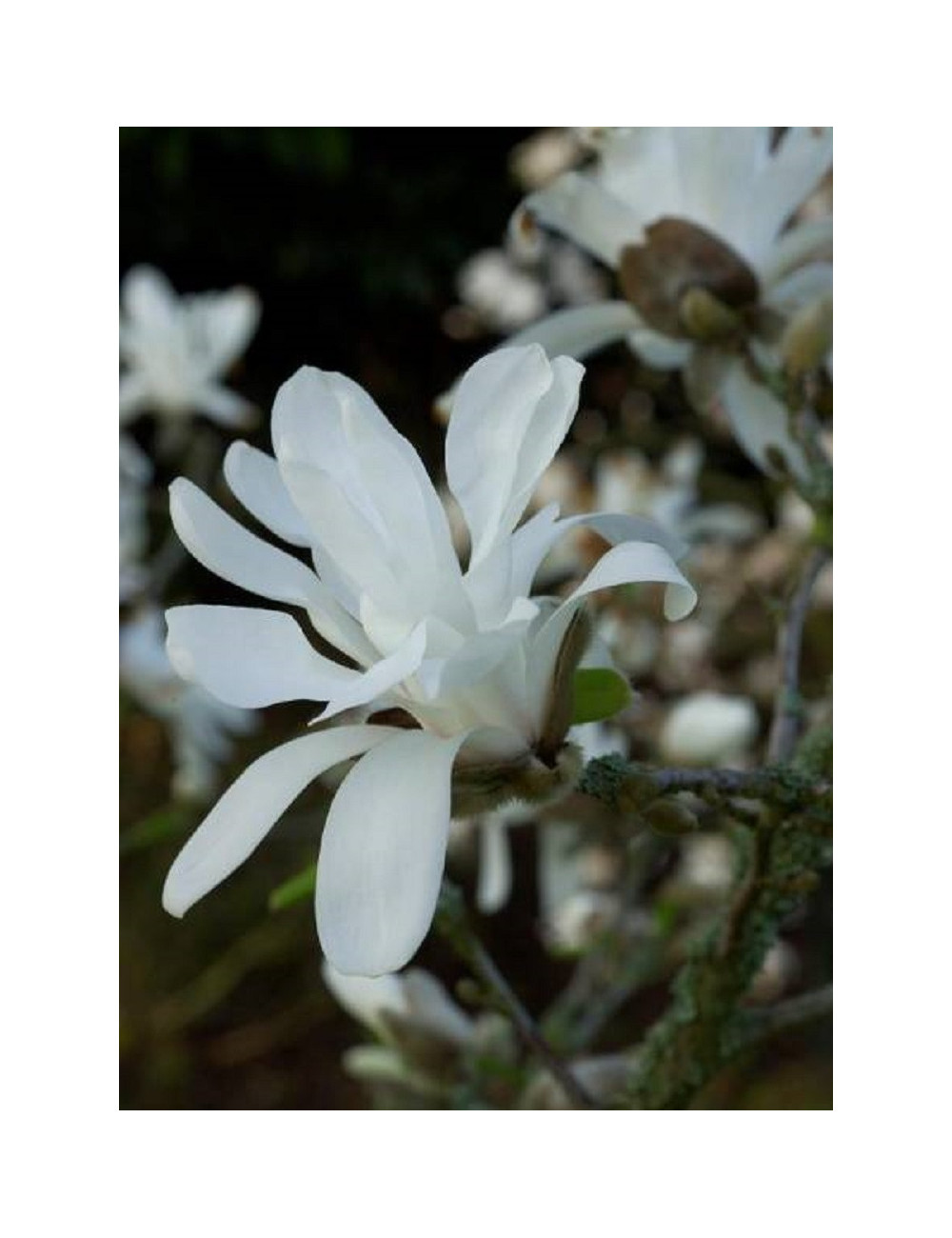 MAGNOLIA stellata (Magnolier)