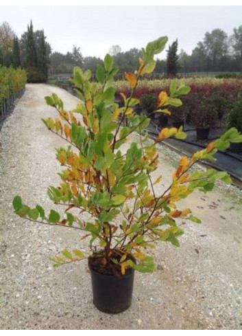 MAGNOLIA stellata (Magnolier) En pot de 15-20 litres forme buisson