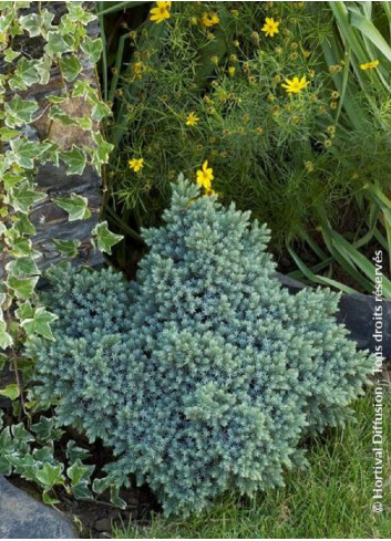 JUNIPERUS squamata BLUE STAR (Genévrier écailleux Blue Star)