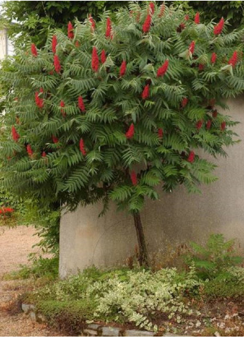 RHUS typhina (Sumac de Virginie, Sumac amaranthe)
